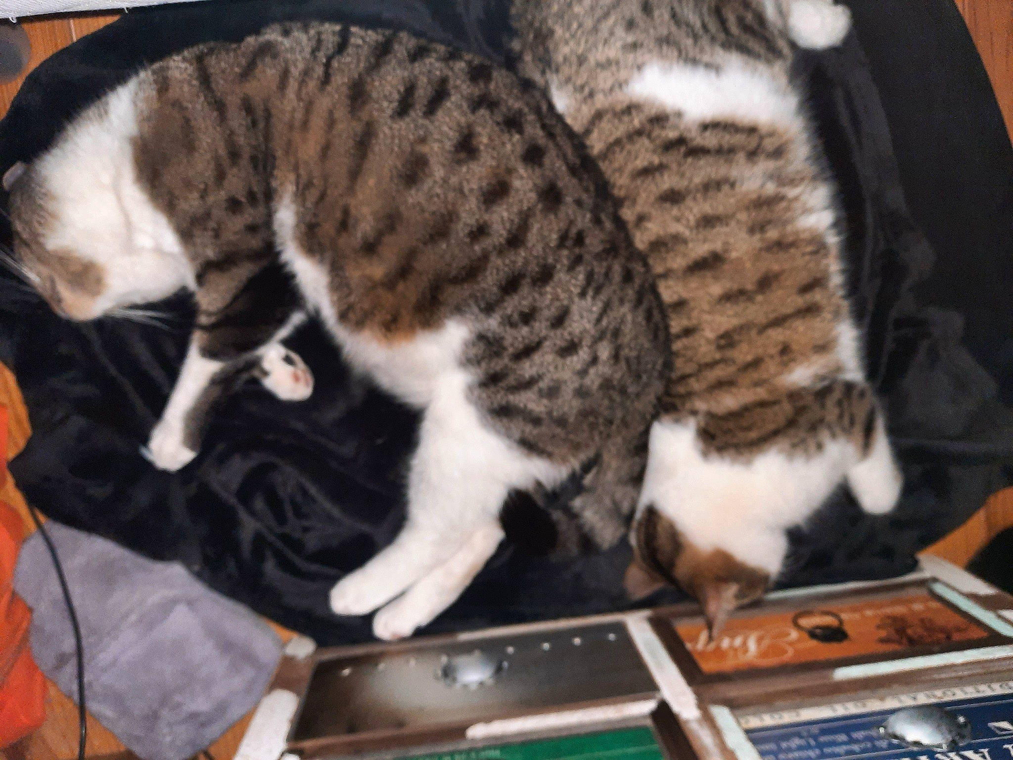 Boyingtone participe au concours pour gagner de l'argent avec cette photo : audio_equipment, carnivore, cat, claw, comfort, computer_hardware, domestic_short_haired_cat, electronic_instrument, felidae, fur, laptop, netbook, office_equipment, paw, small_to_medium_sized_cats, snout, tail, terrestrial_animal, vertebrate, whiskers