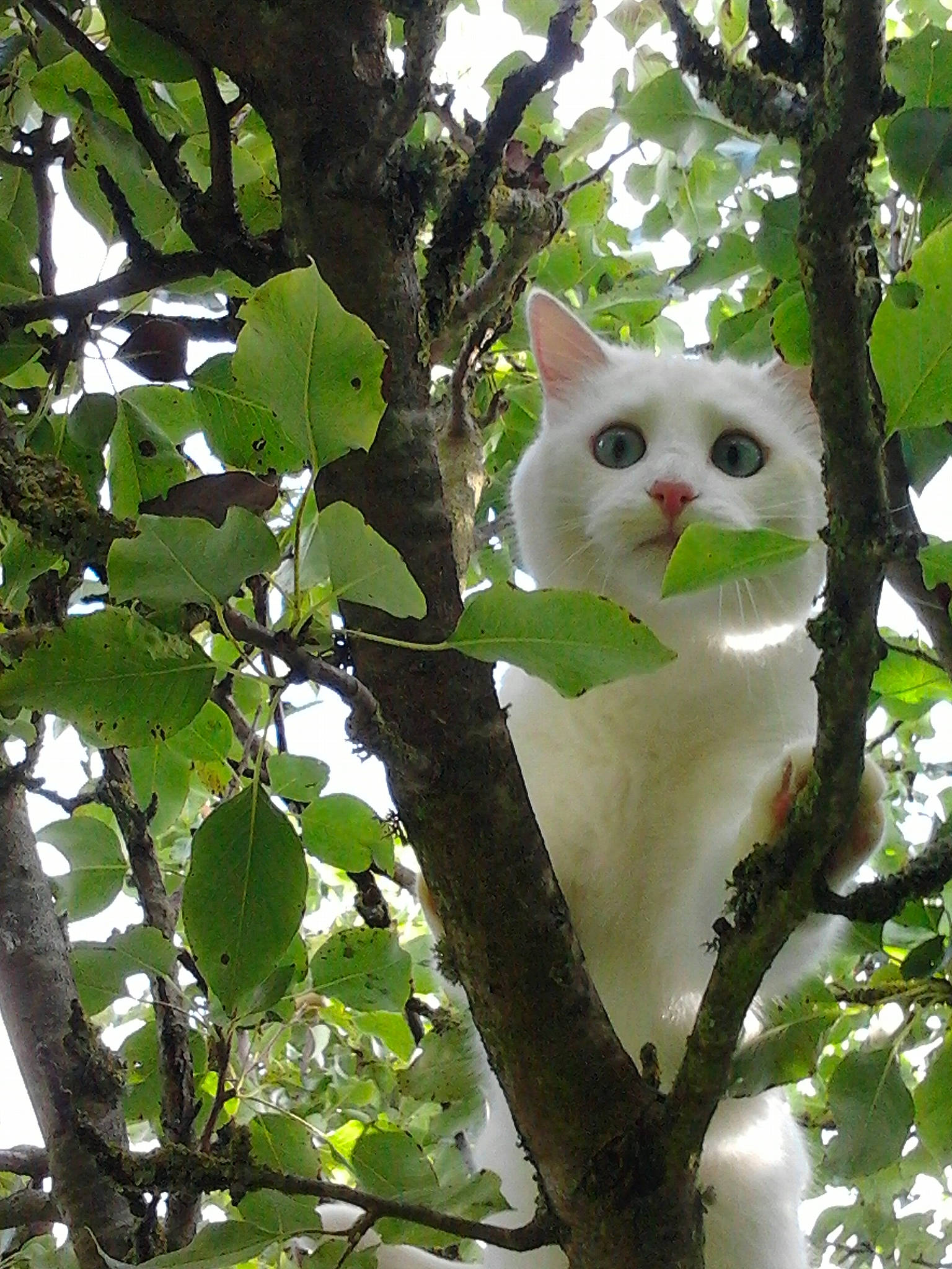 Miette a rejoint le concours — aidez-le/la à gagner de superbes lots ! branch, carnivore, cat, domestic_short_haired_cat, felidae, flowering_plant, grass, plant, plant_stem, shrub, small_to_medium_sized_cats, tail, tree, trunk, twig, whiskers, woody_plant