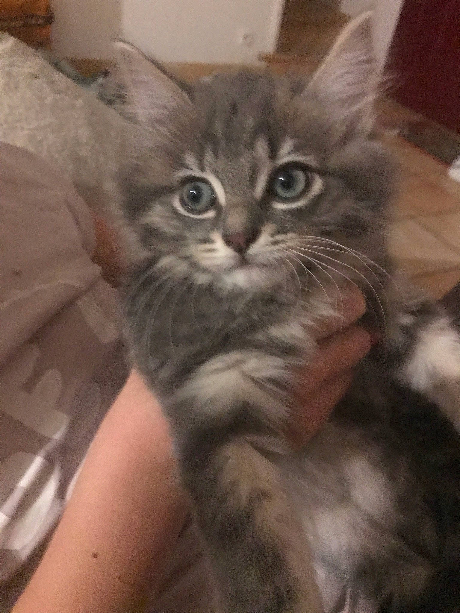 Pounkie participe au concours pour gagner de l'argent avec cette photo : american_curl, asian, asian_semi_longhair, british_semi_longhair, carnivore, cat, domestic_long_haired_cat, domestic_short_haired_cat, felidae, kitten, maine_coon, mammal, norwegian_forest_cat, pixie_bob, ragamuffin, siberian, small_to_medium_sized_cats, tabby_cat, vertebrate, whiskers