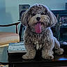 books, brown_and_white, cabinet, chair, coffee_table, curly_hair, cute, dog, fluffy, happy, indoors, living_room, pet, portrait, puppy, rug, sitting, speaker, television, tongue_out