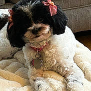 Oreo joined the competition — help win amazing prizes! accessories, animal, ball, canine, cockerspaniel, couch, cushion, dog, furniture, homedecor, indoors, linen, livestock, pet, poodle, puppy, sheep, sport, terrier, whitedog