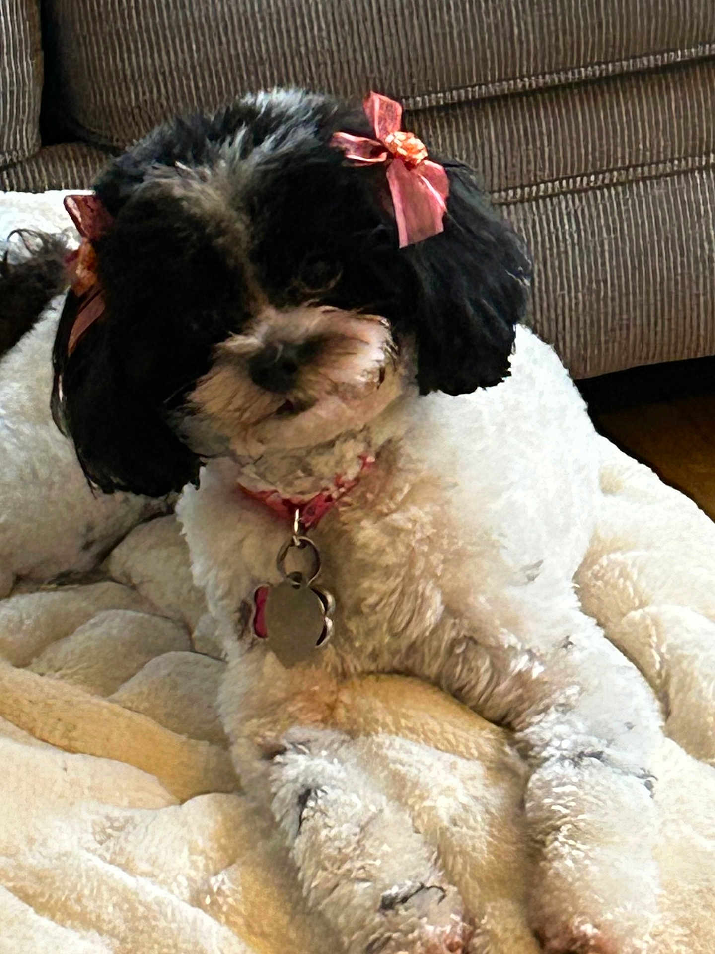 Oreo joined the competition — help win amazing prizes! accessories, animal, ball, canine, cockerspaniel, couch, cushion, dog, furniture, homedecor, indoors, linen, livestock, pet, poodle, puppy, sheep, sport, terrier, whitedog