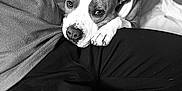 Onyl participe au concours pour gagner de l'argent avec cette photo : animal, black_and_white, casual, close_up, comfort, companion, couch, dog, expression, fleece, friendship, hand, human, indoor, lap, pants, pet, relaxation, resting, snuggle