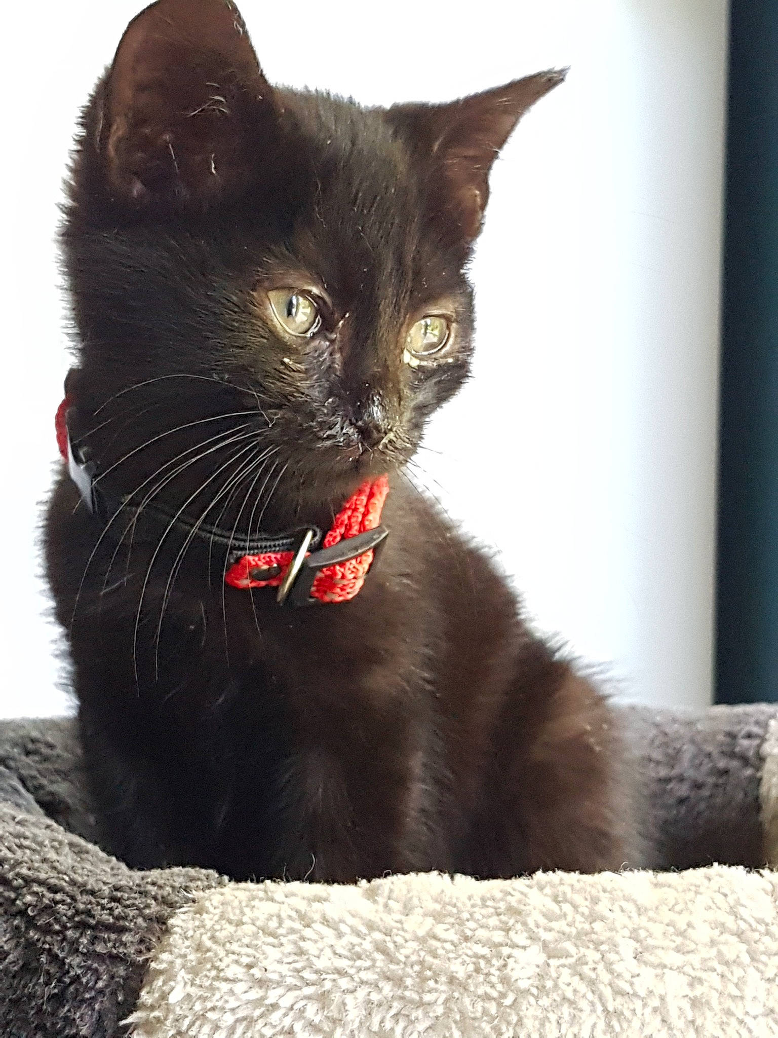 Pixou a rejoint le concours — aidez-le/la à gagner de superbes lots ! asian, black_cat, bombay, british_shorthair, burmese, carnivore, cat, domestic_short_haired_cat, felidae, havana_brown, kitten, mammal, small_to_medium_sized_cats, snout, vertebrate, whiskers