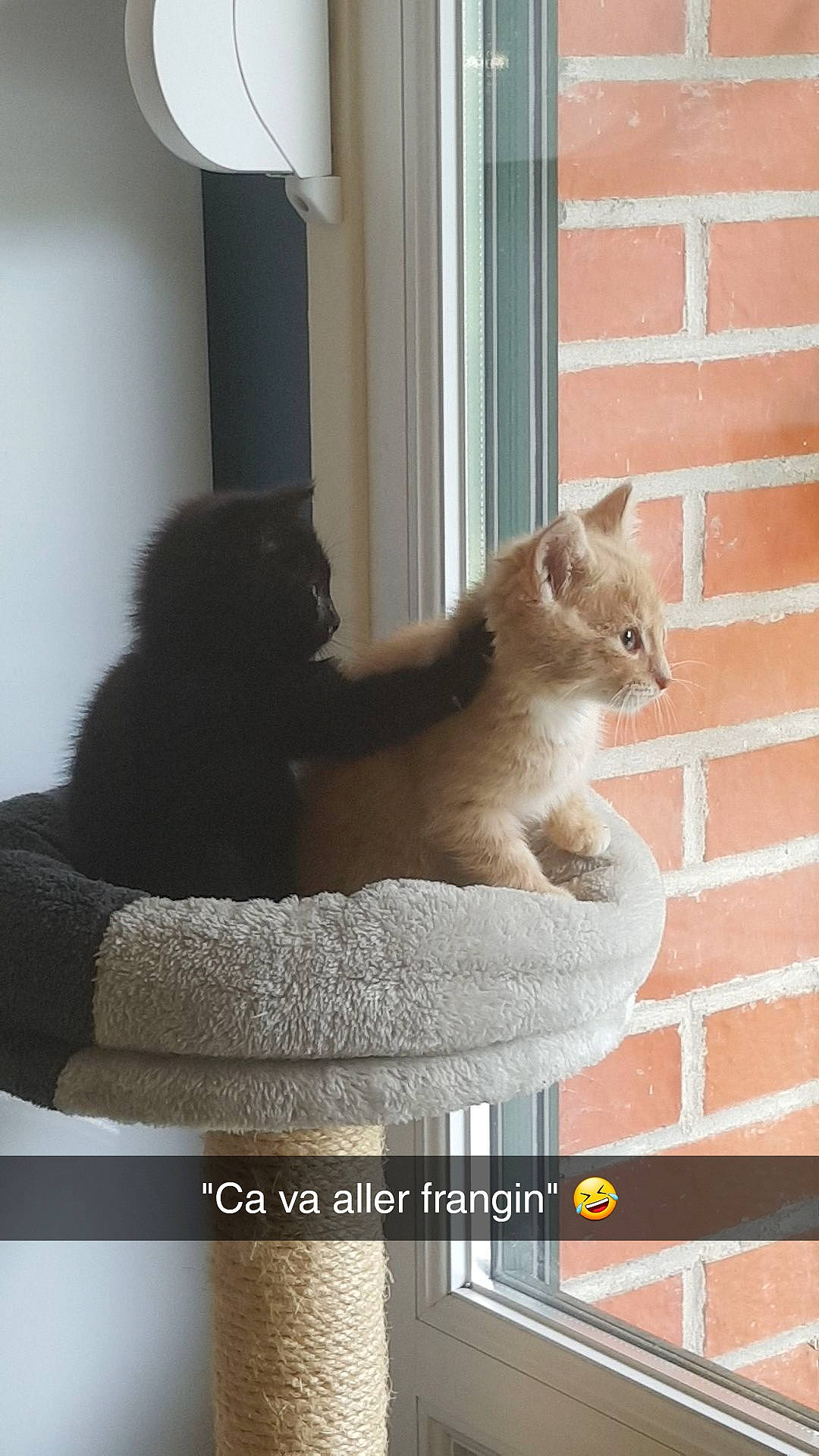 Pixou a rejoint le concours — aidez-le/la à gagner de superbes lots ! asian, british_shorthair, carnivore, cat, chartreux, domestic_short_haired_cat, fawn, felidae, kitten, mammal, photo_caption, polydactyl_cat, russian_blue, small_to_medium_sized_cats, tail, whiskers, window