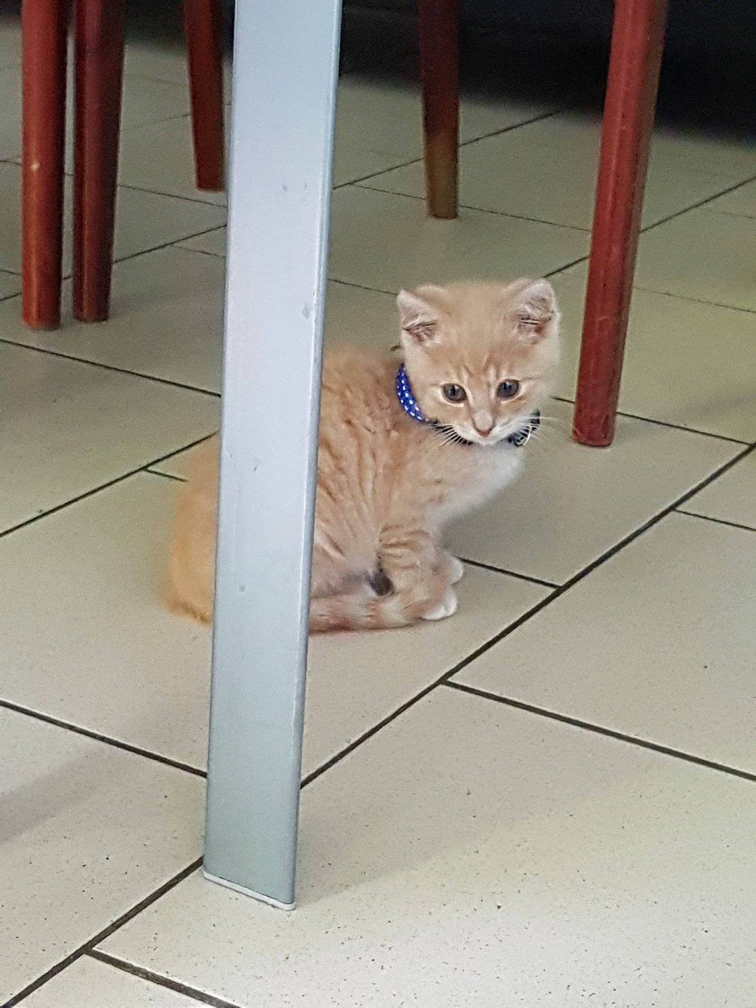 Pixel participe au concours pour gagner de l'argent avec cette photo : asian, british_shorthair, burmilla, carnivore, cat, domestic_short_haired_cat, european_shorthair, fawn, felidae, floor, kitten, mammal, ojos_azules, polydactyl_cat, small_to_medium_sized_cats, tail, whiskers