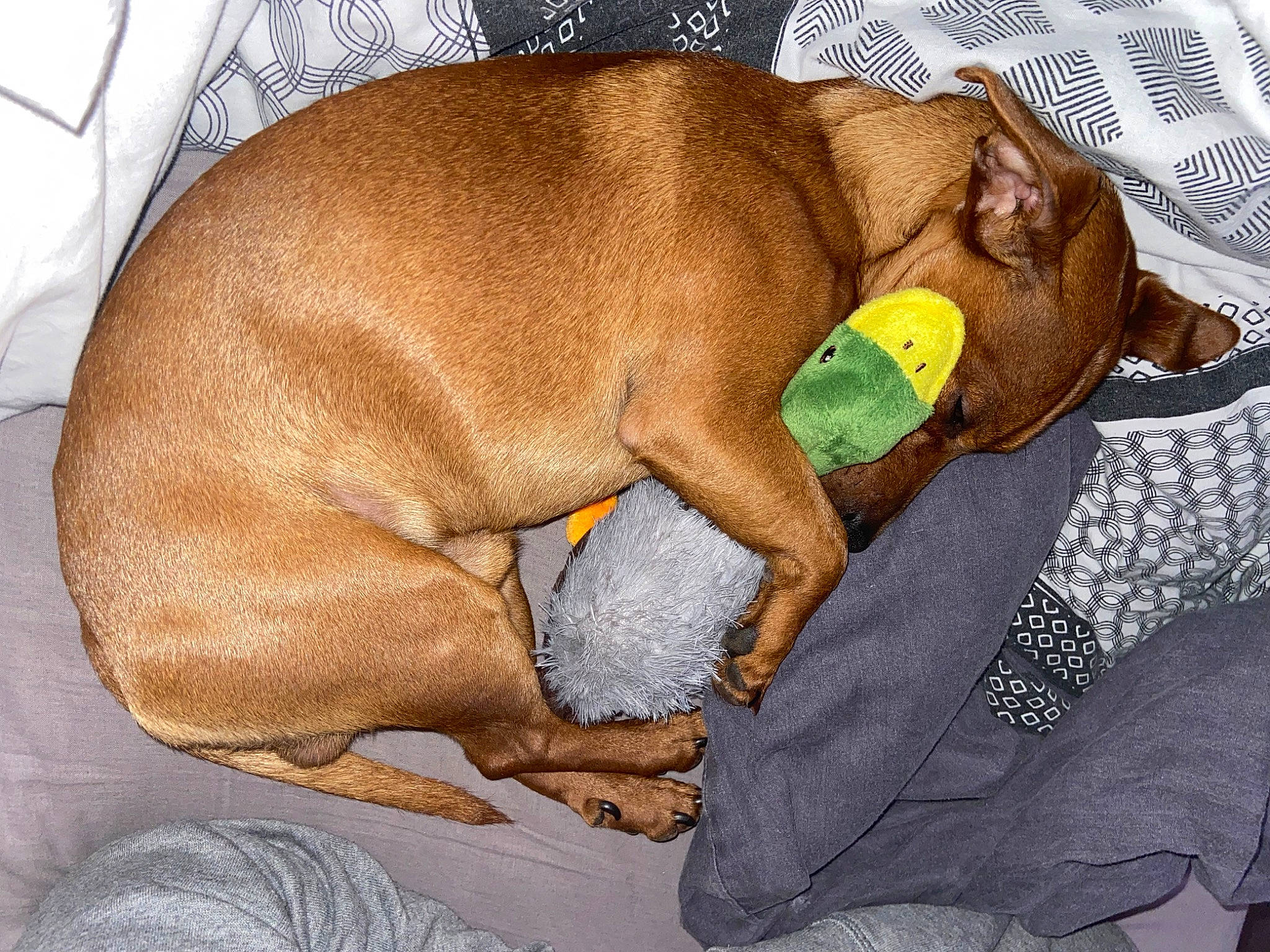 Roy a rejoint le concours — aidez-le/la à gagner de superbes lots ! brown, canidae, carnivore, comfort, companion_dog, dog, dog_bed, dog_breed, dog_supply, ear, fawn, liver, nap, pet_supply, sleep, snout, sporting_group, tail, terrestrial_animal, working_animal