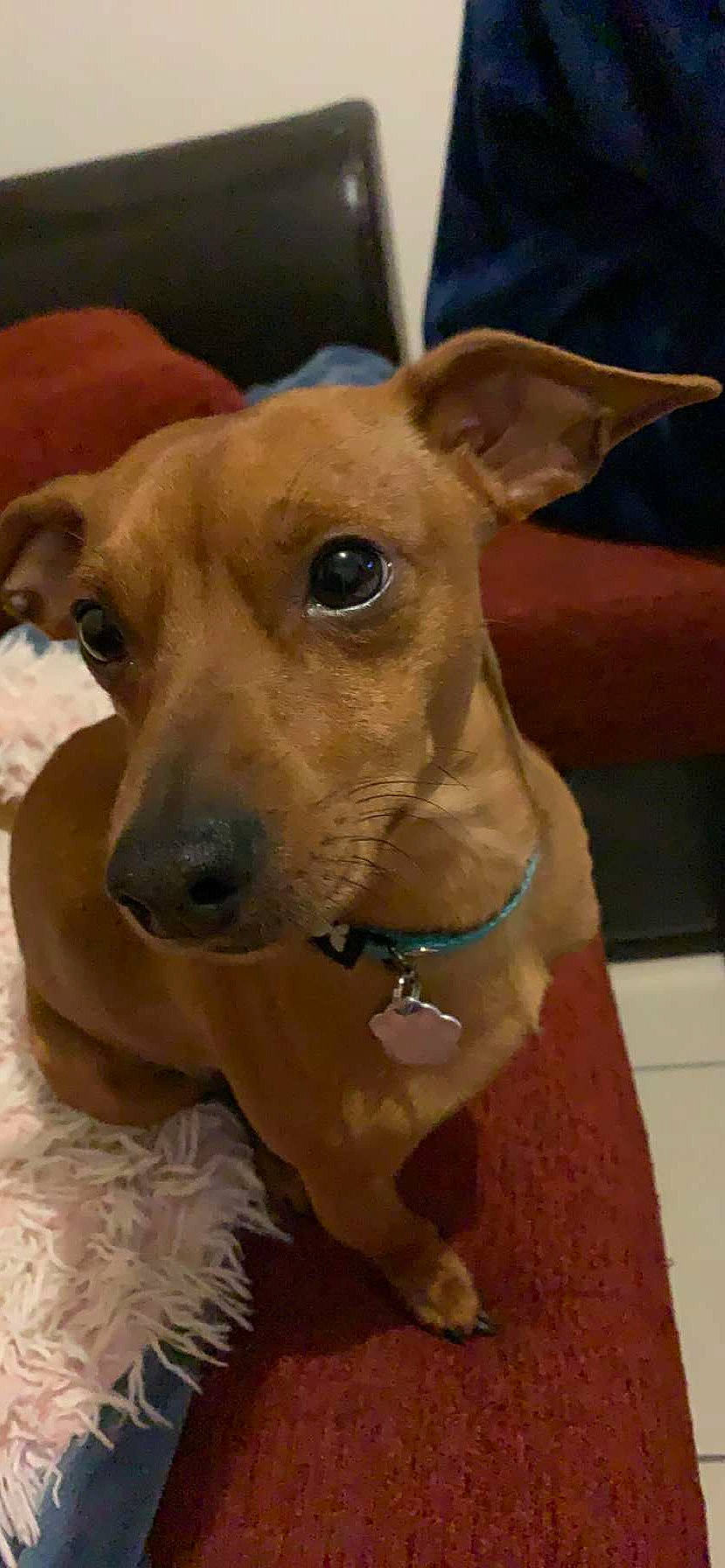 Roy participe au concours pour gagner de l'argent avec cette photo : canidae, carnivore, collar, companion_dog, dog, dog_breed, dog_collar, dog_supply, ear, fashion_accessory, fawn, fur, guard_dog, liver, non_sporting_group, pet_supply, snout, sporting_group, whiskers, working_animal