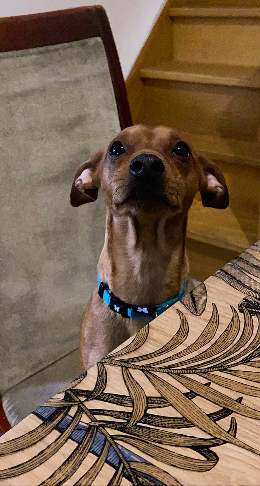 Roy participe au concours pour gagner de l'argent avec cette photo : canidae, carnivore, collar, companion_dog, dog, dog_breed, dog_collar, dog_supply, fawn, liver, pet_supply, rampur_greyhound, sighthound, snout, sporting_group, terrestrial_animal, whiskers, wood, working_animal, working_dog