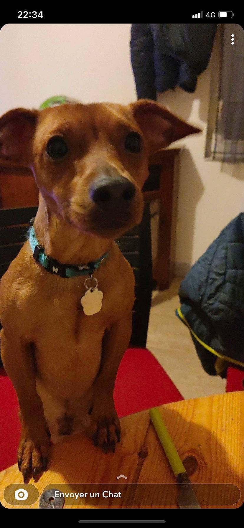 Roy participe au concours pour gagner de l'argent avec cette photo : canidae, carnivore, collar, companion_dog, dog, dog_breed, dog_collar, dog_supply, ear, fashion_accessory, fawn, flooring, fur, guard_dog, liver, pet_supply, snout, sporting_group, whiskers, working_animal