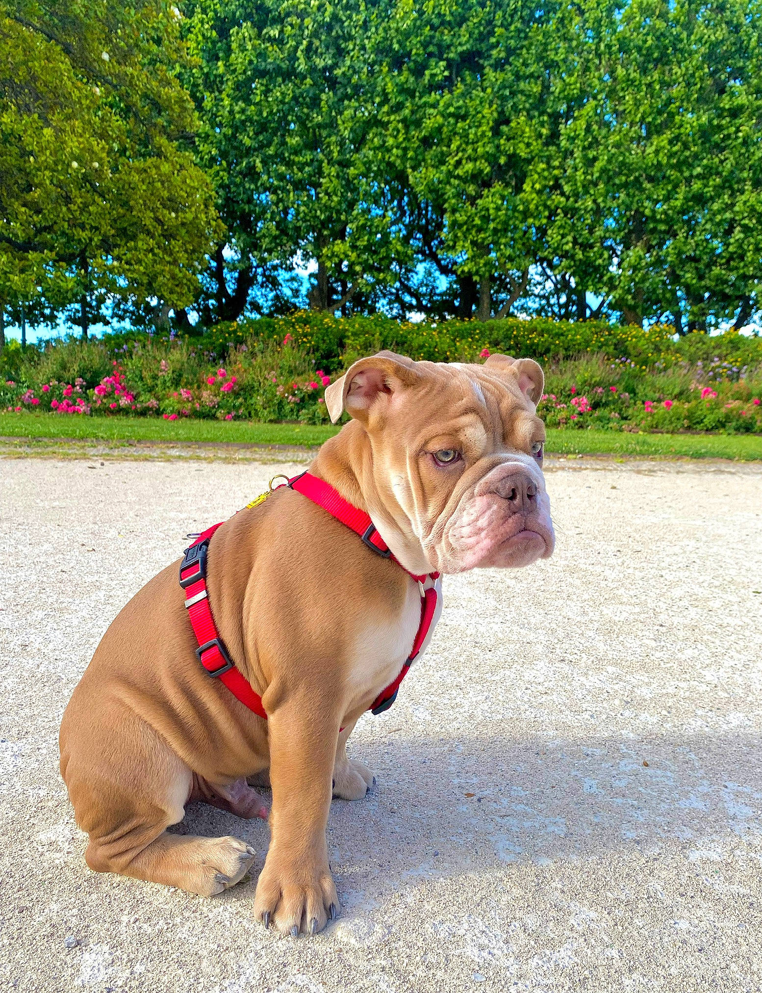 Muffin participe au concours pour gagner de l'argent avec cette photo : bulldog, canidae, carnivore, collar, companion_dog, dog, dog_breed, dog_collar, dog_supply, fawn, grass, leash, pet_supply, plant, snout, sporting_group, tree, white_english_bulldog, working_animal, wrinkle