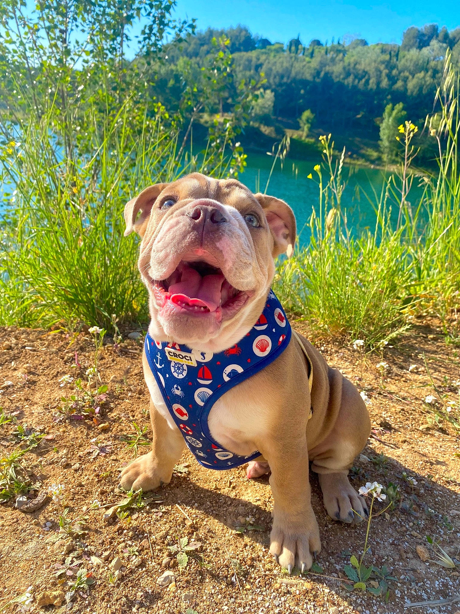 Muffin a rejoint le concours — aidez-le/la à gagner de superbes lots ! bulldog, canidae, carnivore, collar, companion_dog, dog, dog_breed, electric_blue, fawn, grass, liver, pet_supply, plant, sky, snout, sporting_group, terrestrial_animal, tree, water, wrinkle