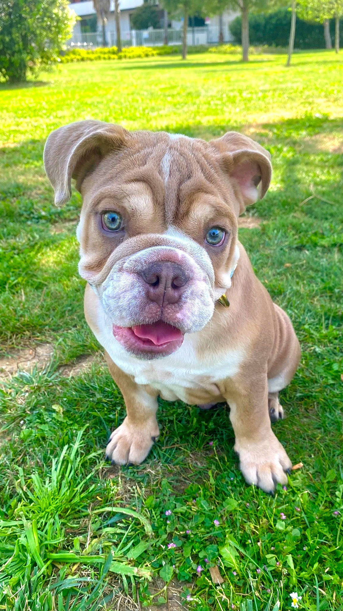 Muffin participe au concours pour gagner de l'argent avec cette photo : ancient_dog_breeds, art, canidae, carnivore, companion_dog, dog, dog_breed, fawn, grass, groundcover, non_sporting_group, old_english_bulldog, plant, snout, sporting_group, terrestrial_animal, whiskers, working_animal, working_dog, wrinkle