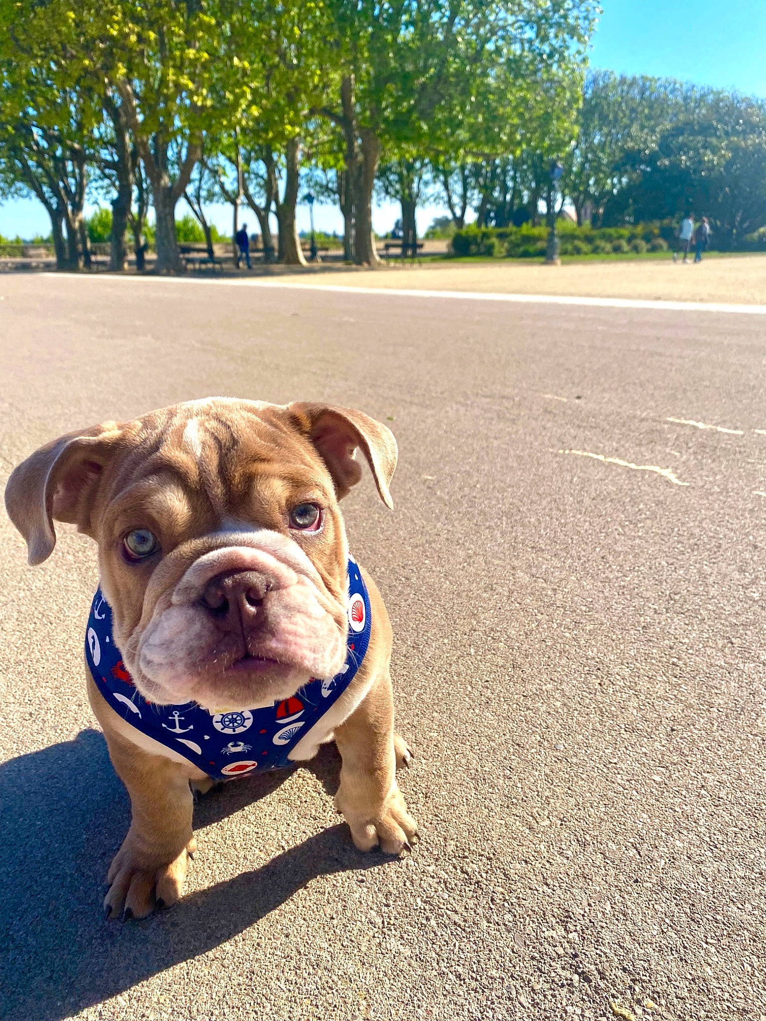 Muffin a rejoint le concours — aidez-le/la à gagner de superbes lots ! bulldog, canidae, carnivore, collar, companion_dog, dog, dog_breed, dog_collar, electric_blue, fawn, grass, leash, plant, road_surface, sky, snout, sporting_group, summer, tree, working_animal