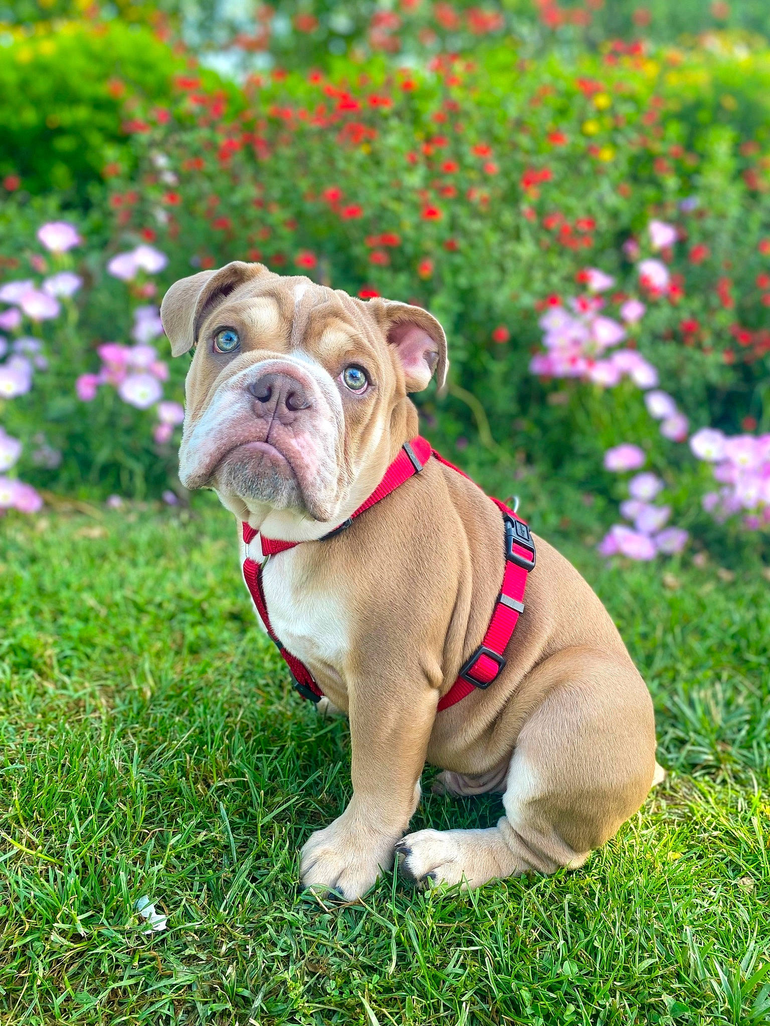 Muffin a rejoint le concours — aidez-le/la à gagner de superbes lots ! bulldog, canidae, carnivore, collar, companion_dog, dog, dog_breed, dog_collar, fawn, flower, grass, groundcover, liver, pink, plant, snout, sporting_group, terrestrial_animal, white_english_bulldog, wrinkle