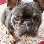 Bubba joined the competition — help win amazing prizes! dog, french_bulldog, pet, close_up, ear, face, paw, indoor, rug, toy, container, floor, curious, animal, companion, cute, portrait, brown, black, whiskers