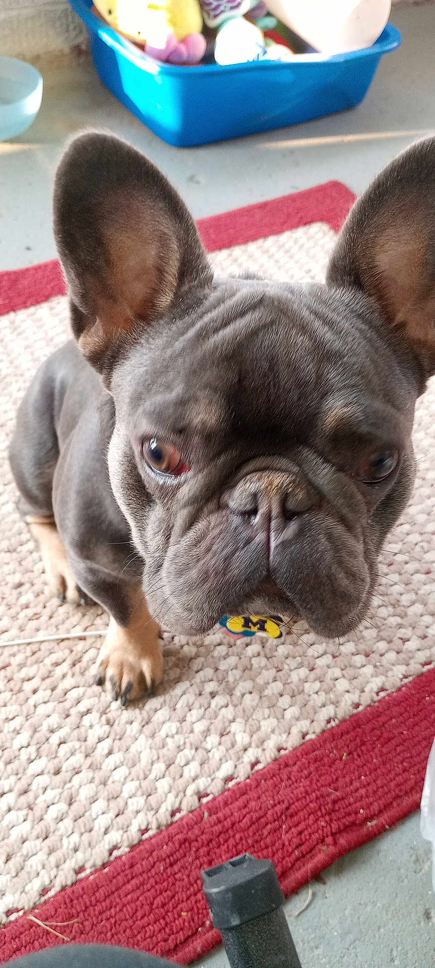 Bubba