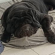Orson a rejoint le concours — aidez-le/la à gagner de superbes lots ! dog, black_dog, wrinkles, bed, relaxed, sleeping, indoor, pet, animal, floor, tile_floor, fur, paw, large_dog, resting, canine, mammal, domestic_animal, laying_down, quiet