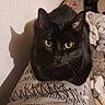 animal, black_cat, blanket, cat, close_up, cozy, curious, domestic_animal, fabric, feline, green_eyes, indoors, letters, numbers, pet, portrait, shadow, sitting, soft_light, wall
