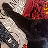 Shadow participe au concours pour gagner de l'argent avec cette photo : black, carnivore, cat, electronic_musical_instrument, felidae, font, gadget, gesture, guitar, guitar_accessory, input_device, keyboard, musical_instrument, musical_instrument_accessory, office_equipment, peripheral, remote_control, small_to_medium_sized_cats, tail, whiskers