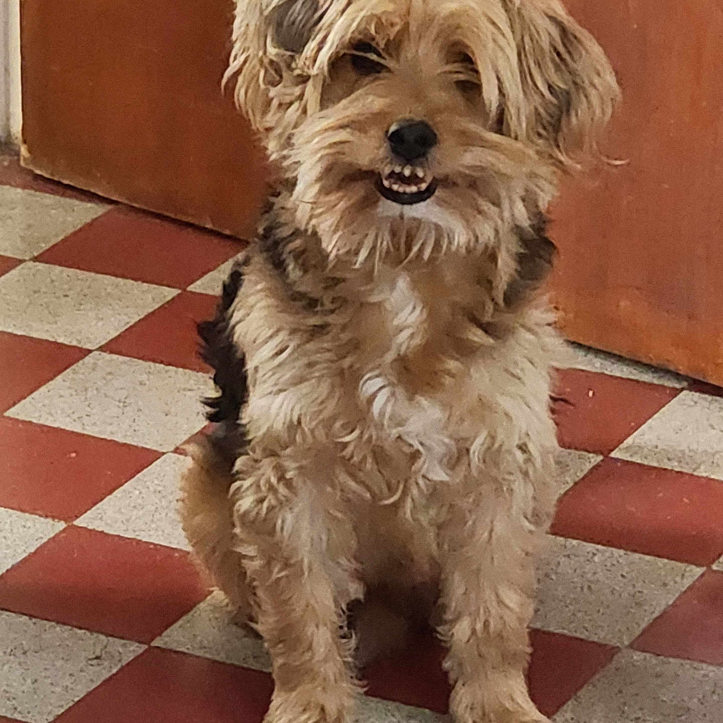 Doby a rejoint le concours — aidez-le/la à gagner de superbes lots ! animal, canine, checkered_floor, companion, cute, dog, floor, fluffy, fur, house, indoor, looking, mischievous, pet, portrait, scruffy, sitting, smiling, waiting, wooden_door