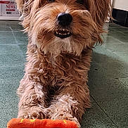 Doby a rejoint le concours — aidez-le/la à gagner de superbes lots ! animal, cute, dog, ears, face, floor, fur, green_floor, happy, hot_dog_toy, indoor, lying_down, paws, pet, pet_toy, playful, plush_toy, smiling, teeth, toy