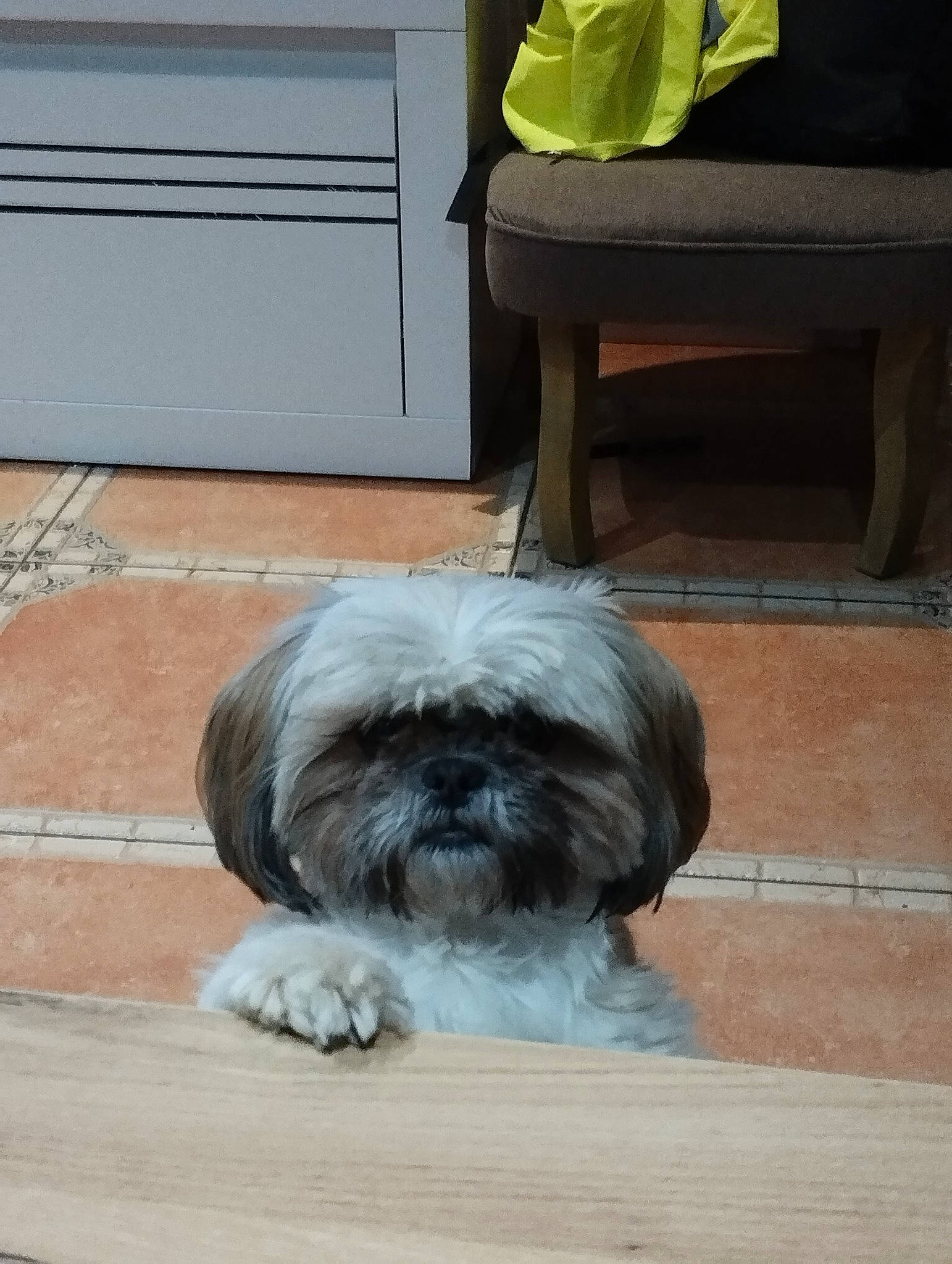 Nina a rejoint le concours — aidez-le/la à gagner de superbes lots ! canidae, carnivore, companion_dog, dog, dog_breed, door, fur, grey, hardwood, liver, non_sporting_group, shih_tzu, small_terrier, snout, sporting_group, terrestrial_animal, terrier, toy_dog, working_animal, wrinkle