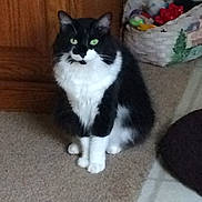 Sallie joined the competition — help win amazing prizes! cat, black_and_white, green_eyes, sitting, carpet, basket, toys, indoor, pet, feline, fur, whiskers, alert, domestic_animal, closeup, cute, animal, home, floor, curious