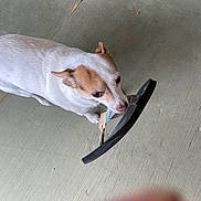 Ellie joined the competition — help win amazing prizes! dog, white_dog, tan_spots, sandal, footwear, concrete_floor, pet, animal, indoor, curious, mischievous, canine, mouth_holding, paw, floor, domestic_animal, side_view, standing, closeup, playful