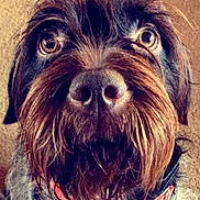 Earl joined the competition — help win amazing prizes! dog, close_up, pet, beard, collar, brown, fur, portrait, animal, canine, scruffy, phone_screen, gallery, digital_photo, mobile_interface, sharing_icons, editing_icons, timestamp, indoor, cute