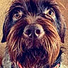 dog, close_up, pet, beard, collar, brown, fur, portrait, animal, canine, scruffy, phone_screen, gallery, digital_photo, mobile_interface, sharing_icons, editing_icons, timestamp, indoor, cute