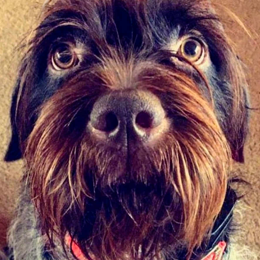 Earl joined the competition — help win amazing prizes! dog, close_up, pet, beard, collar, brown, fur, portrait, animal, canine, scruffy, phone_screen, gallery, digital_photo, mobile_interface, sharing_icons, editing_icons, timestamp, indoor, cute