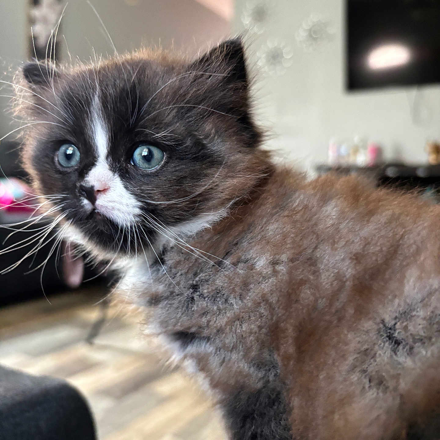 Doki is registered to the contest to win money with this photo: animal, blue_eyes, blurred_background, cat, close_up, curious, cute, domestic_cat, feline, fluffy, fur, indoor, kitten, living_room, pet, portrait, sitting, soft, whiskers, young