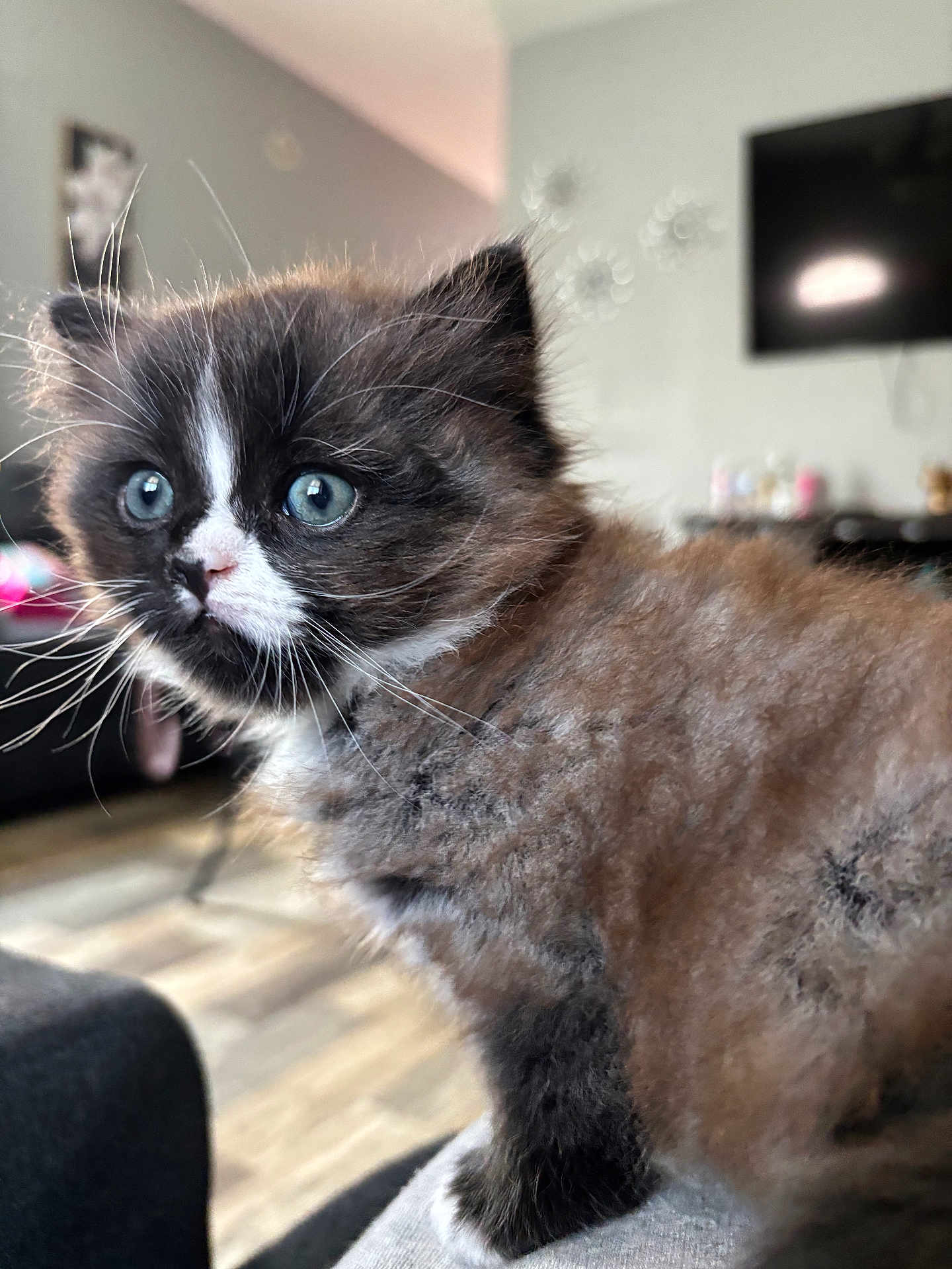 Doki is registered to the contest to win money with this photo: animal, blue_eyes, blurred_background, cat, close_up, curious, cute, domestic_cat, feline, fluffy, fur, indoor, kitten, living_room, pet, portrait, sitting, soft, whiskers, young