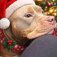 Leyna a rejoint le concours — aidez-le/la à gagner de superbes lots ! animal, blurred_background, brown_dog, christmas_tree, close_up, collar, cute, decorations, dog, festive, green, holiday, holly, indoors, lights, pet, red, resting, santa_hat, seasonal