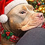 animal, blurred_background, brown_dog, christmas_tree, close_up, collar, cute, decorations, dog, festive, green, holiday, holly, indoors, lights, pet, red, resting, santa_hat, seasonal