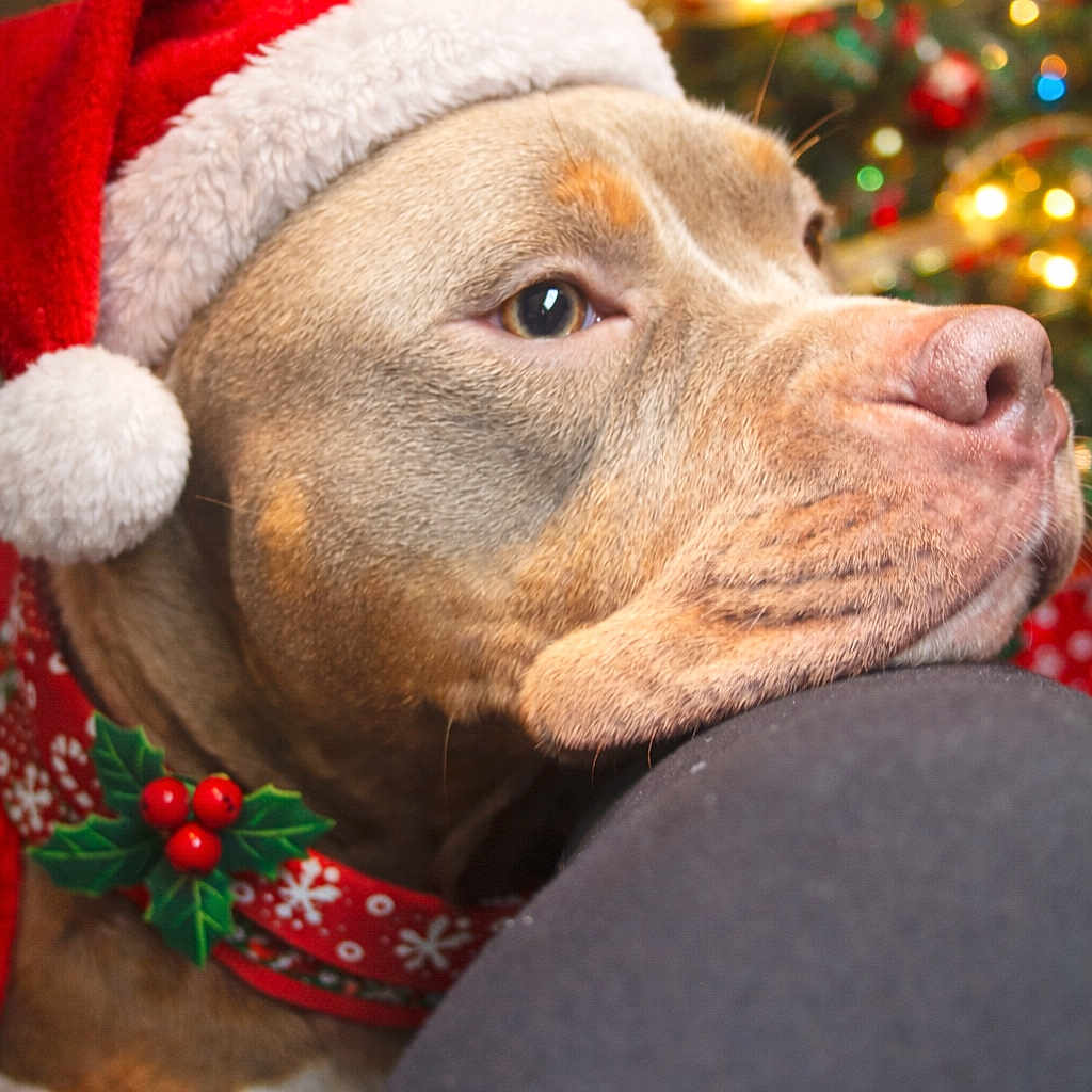 Leyna a rejoint le concours — aidez-le/la à gagner de superbes lots ! animal, blurred_background, brown_dog, christmas_tree, close_up, collar, cute, decorations, dog, festive, green, holiday, holly, indoors, lights, pet, red, resting, santa_hat, seasonal