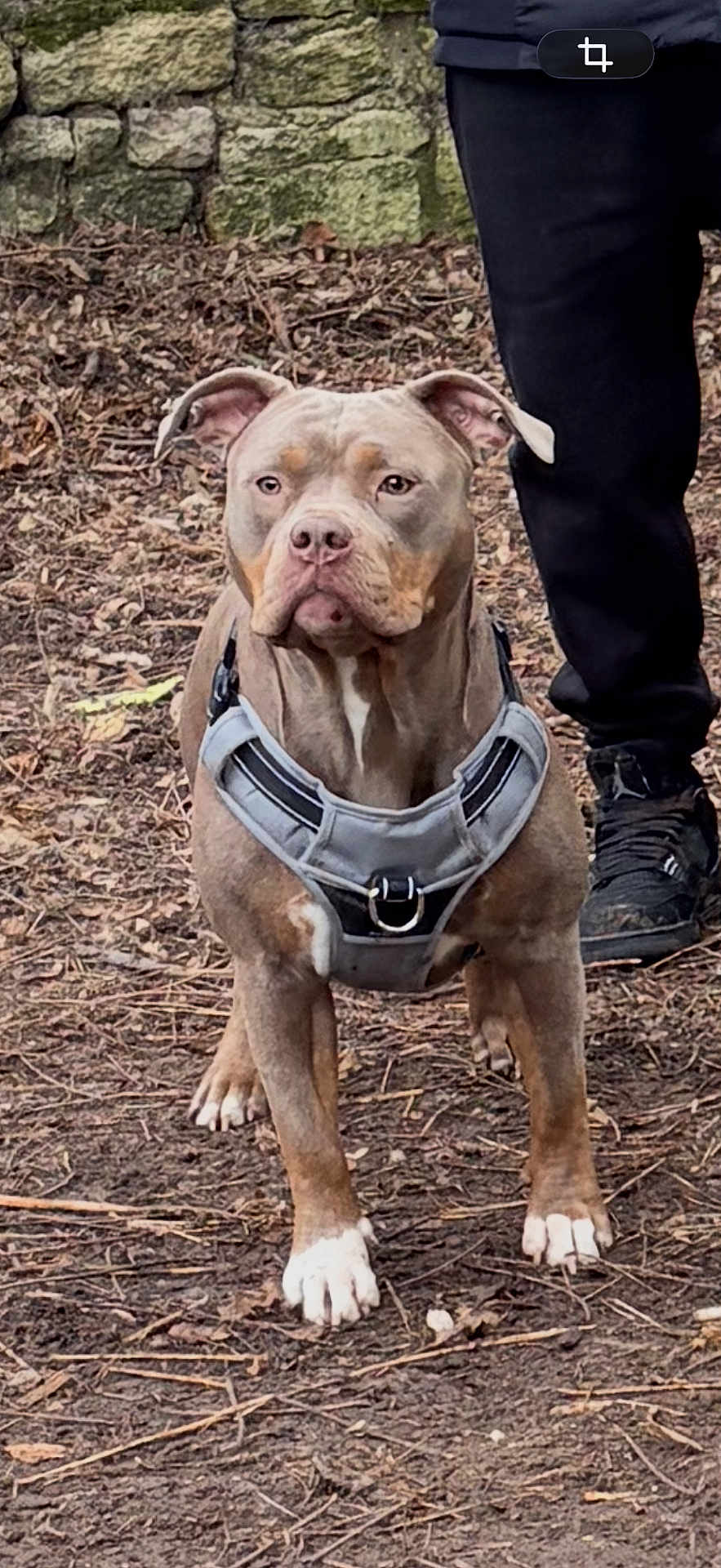 Leyna a rejoint le concours — aidez-le/la à gagner de superbes lots ! dog, harness, outdoor, dirt, leaves, twigs, person, pants, shoes, stone_wall, moss, animal, pet, standing, alert, brown_dog, white_paws, nature, forest_floor, canine