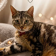 Grisou participe au concours pour gagner de l'argent avec cette photo : cat, tabby_cat, pet, animal, feline, cozy, blanket, indoor, soft_lighting, bokeh, close_up, portrait, cute, curious, resting, warm_colors, collar, furry, paw, text_overlay
