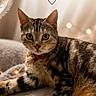 cat, tabby_cat, pet, animal, feline, cozy, blanket, indoor, soft_lighting, bokeh, close_up, portrait, cute, curious, resting, warm_colors, collar, furry, paw, text_overlay