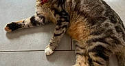 Grisou participe au concours pour gagner de l'argent avec cette photo : cat, tabby, indoor, floor, tile, pet, collar, bell, paws, relaxed, fur, eyes, whiskers, animal, mammal, cute, laying_down, alert, domestic_cat, striped