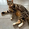 cat, tabby, indoor, floor, tile, pet, collar, bell, paws, relaxed, fur, eyes, whiskers, animal, mammal, cute, laying_down, alert, domestic_cat, striped