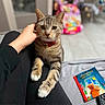 Grisou a rejoint le concours — aidez-le/la à gagner de superbes lots ! cat, tabby_cat, pet, animal, indoor, lap, hand, collar, scratching, blurred_background, book, toy, floor, person, comfort, relaxation, feline, domestic, closeup, cozy