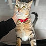 Grisou a rejoint le concours — aidez-le/la à gagner de superbes lots ! cat, tabby, pet, yellow_eyes, red_collar, fur, whiskers, indoor, hand, person, curious, animal, mammal, domestic, close_up, portrait, feline, attention, blurred_background, floor