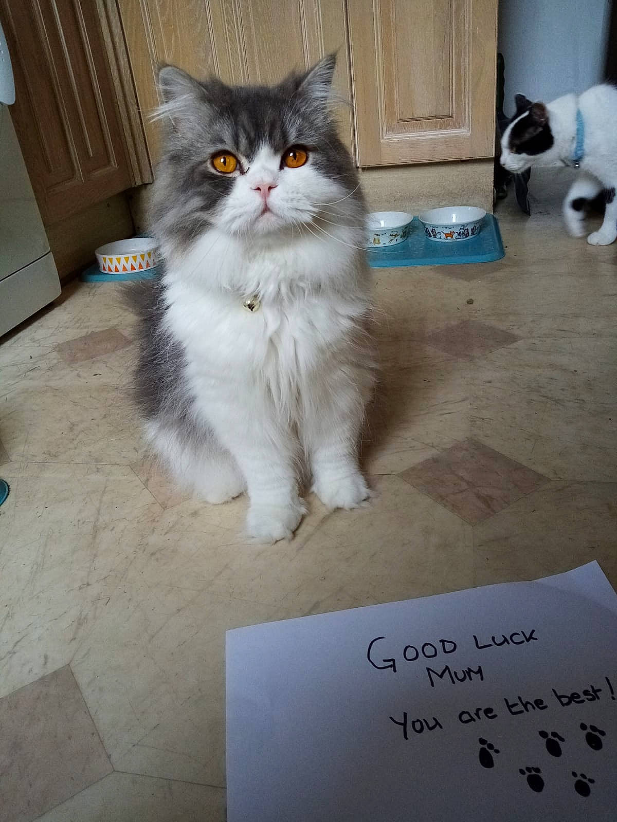 Hogan joined the competition — help win amazing prizes! box, british_longhair, carnivore, cat, door, felidae, floor, flooring, font, fur, grey, handwriting, hardwood, paw, small_to_medium_sized_cats, tail, terrestrial_animal, whiskers, white, wood