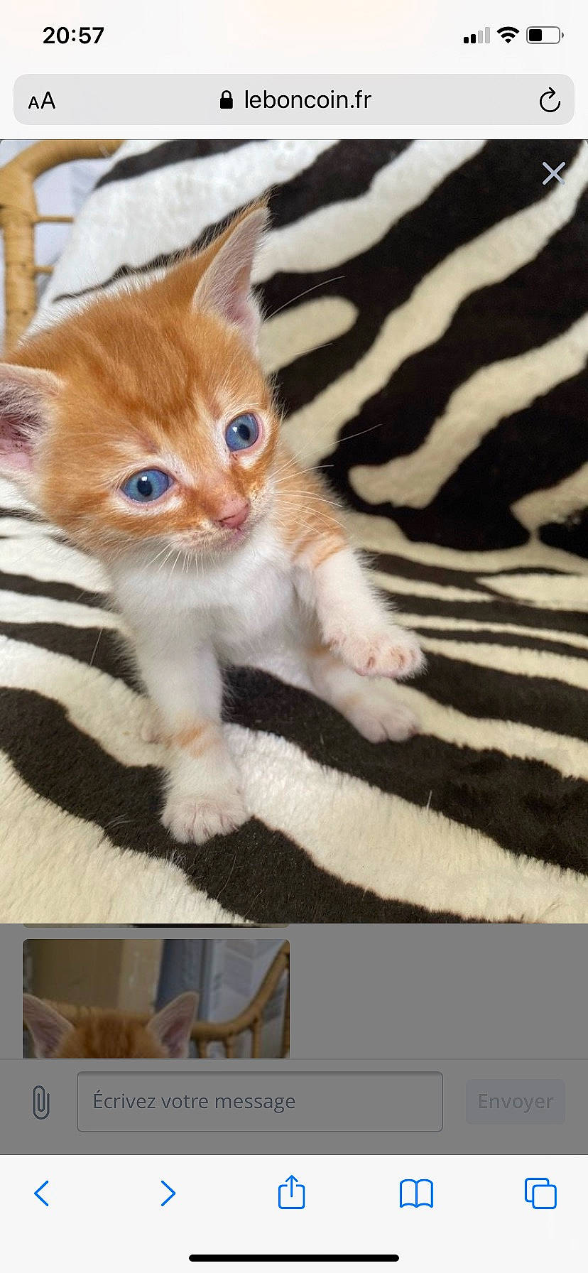 Symba a rejoint le concours — aidez-le/la à gagner de superbes lots ! art, carnivore, cat, chair, claw, domestic_short_haired_cat, fawn, felidae, foot, fur, paw, rectangle, serveware, sitting, small_to_medium_sized_cats, snout, tableware, tail, whiskers, wood