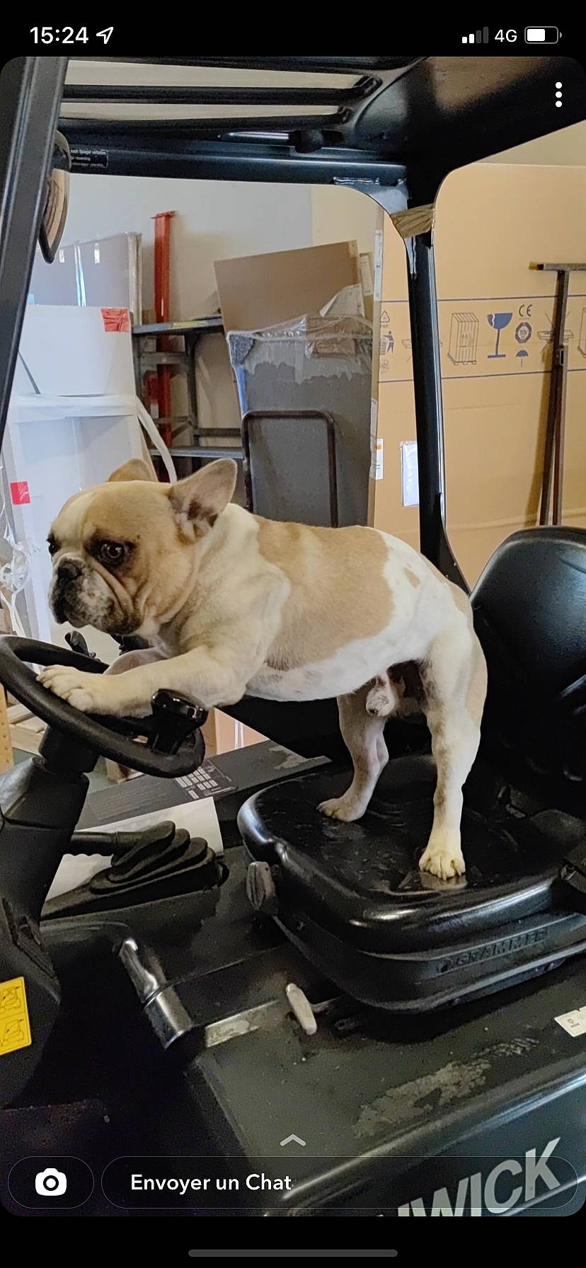 Bouli participe au concours pour gagner de l'argent avec cette photo : bulldog, canidae, carnivore, chair, collar, companion_dog, dog, dog_breed, dog_collar, fawn, floor, flooring, leash, pug, snout, sporting_group, toy_dog, whiskers, working_animal, wrinkle