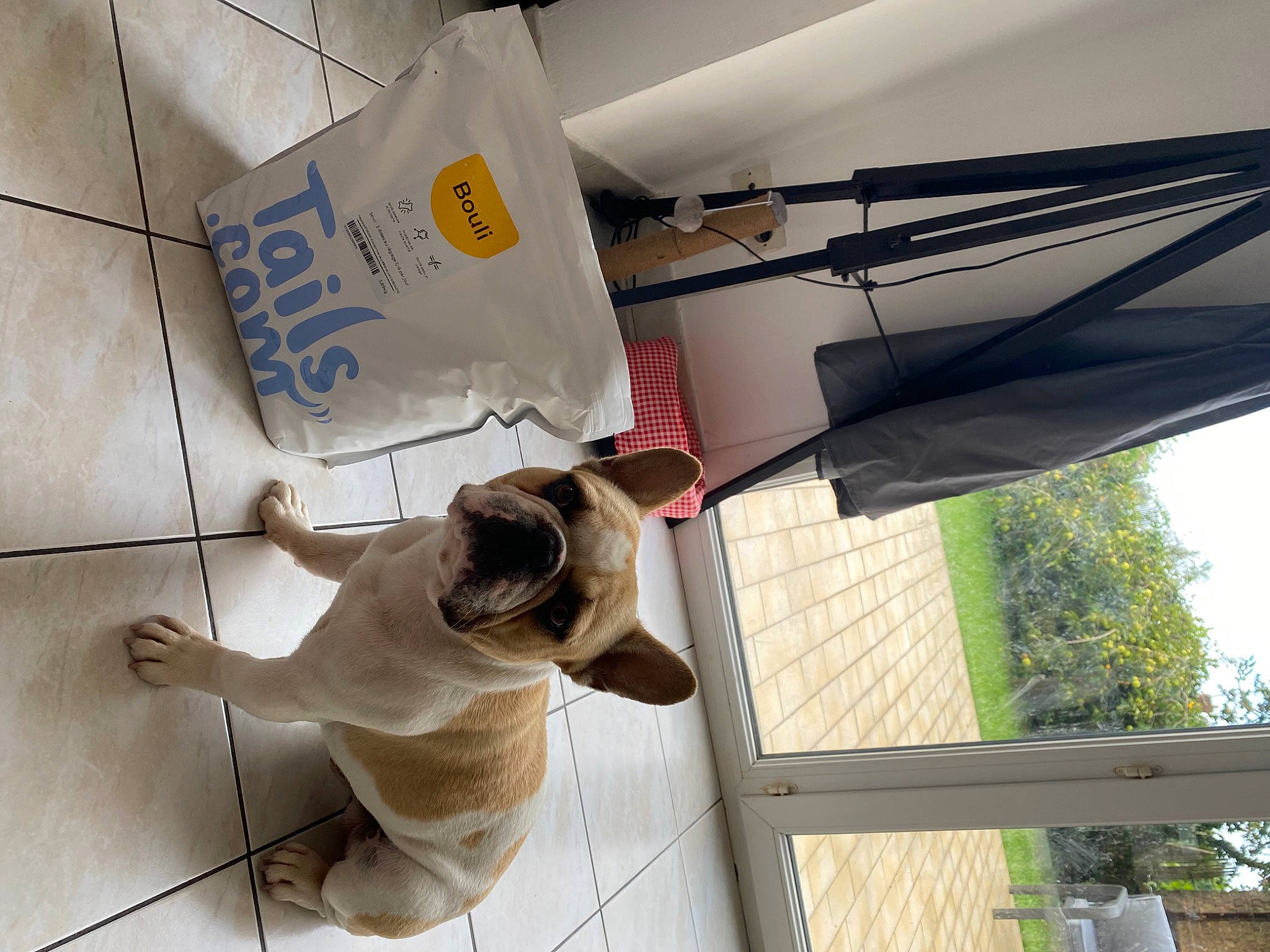Bouli a rejoint le concours — aidez-le/la à gagner de superbes lots ! aerospace_engineering, carnivore, companion_dog, daylighting, dog, dog_breed, fawn, flooring, hardwood, leisure, recreation, shade, sporting_group, tail, tints_and_shades, tree, wing, wood