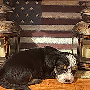 Baby joined the competition — help win amazing prizes! puppy, dog, sleeping, floor, wooden_floor, lantern, candle, decor, american_flag, vintage, cozy, black_dog, white_fur, brown_fur, indoor, resting, small_dog, fur, close_up, cute