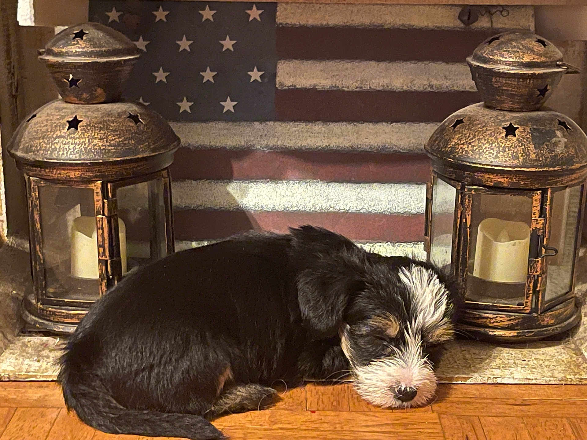 Baby joined the competition — help win amazing prizes! puppy, dog, sleeping, floor, wooden_floor, lantern, candle, decor, american_flag, vintage, cozy, black_dog, white_fur, brown_fur, indoor, resting, small_dog, fur, close_up, cute